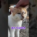 猫が落ちてた🐱🕊️(YouTube)