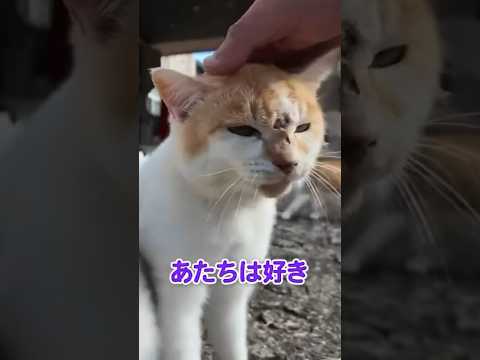 猫が落ちてた🐱🕊️(YouTube)