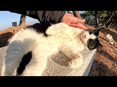 海辺の広場でくつろいでいた猫の家族をナデナデする(YouTube)