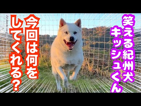 甲斐犬になりたかった紀州犬キッシュ（音声調整再アップロード）(YouTube)