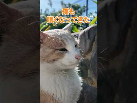 眠くても一生懸命話しかけたのに無視される猫🐱💤(YouTube)