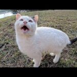 ワンポイントのブチ猫ちゃんが可愛い声で鳴きながら甘えまくってきた(YouTube)