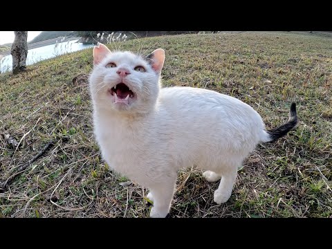 ワンポイントのブチ猫ちゃんが可愛い声で鳴きながら甘えまくってきた(YouTube)