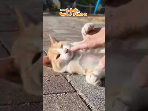 コロコロ動く猫が可愛すぎる(YouTube)