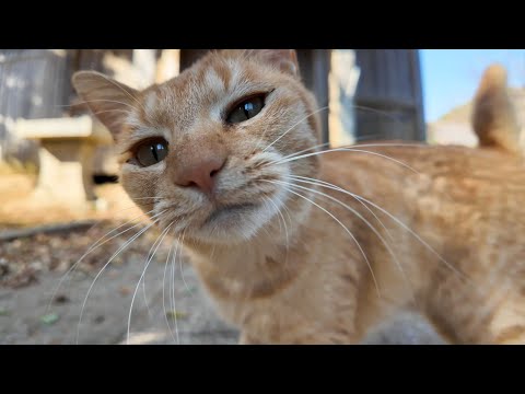 猫島で猫と一緒に神社に参拝してきた(YouTube)