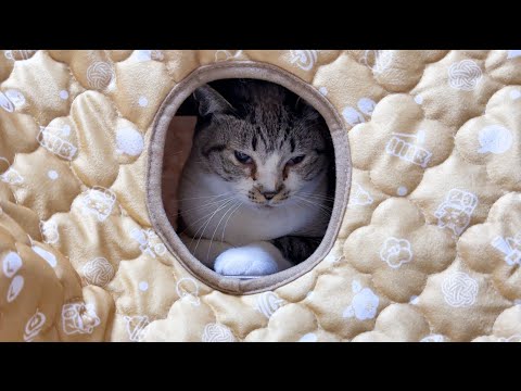 大家族の猫に大人気2階建てこたつ。こたつから出れなくなった猫(笑)(YouTube)