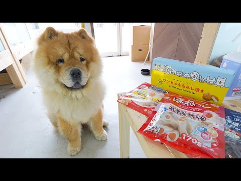 看板犬を務め始めてたくさんお土産をもらえるチャウチャウ犬(YouTube)