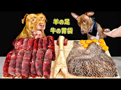 【閲覧注意】珍しい食材を秒で食べるピットブルの咀嚼音がクセになる(YouTube)
