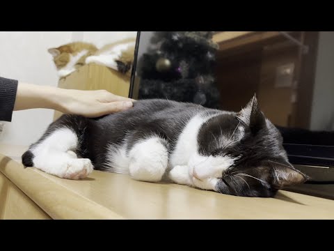 上に乗られるぐらいでは怒らない猫(YouTube)