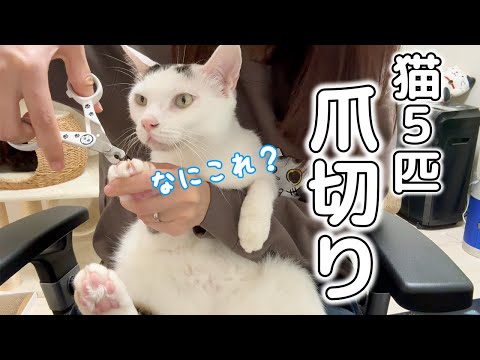 【初挑戦】ママ一人で猫５匹の爪切りをします！！(YouTube)