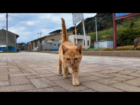 猫島に上陸するとまずは子猫が出迎えてくれて気分が上がる!(YouTube)