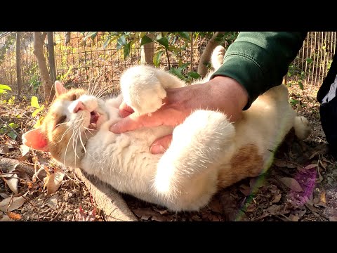植込みの裏に隠れていたぽっちゃり茶シロ猫をモフりまくる(YouTube)
