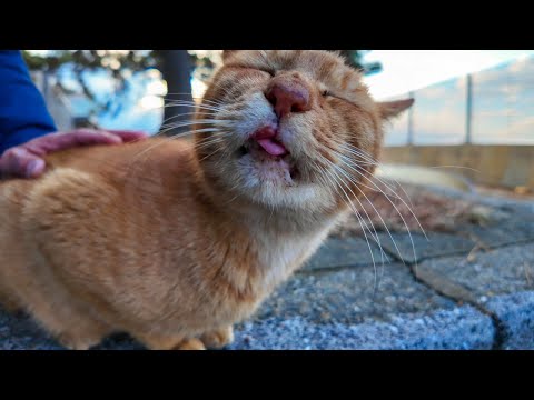 背中をポンポンされるのが好きな野良猫(YouTube)