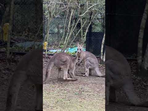 カンガルーファイト🦘🥊　Kangaroo fight. #kangaroo(YouTube)