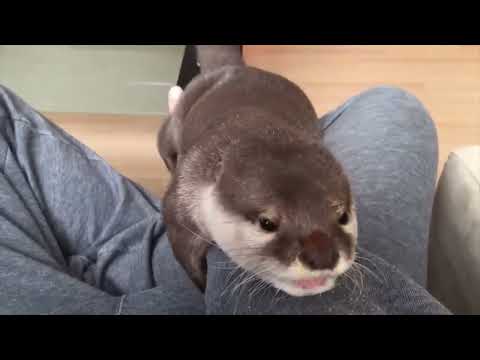 カワウソさくらが飼い主から全然離れていかない集！ A collection of otters Sakura doesn’t leave her owner at all!(YouTube)