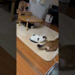 これはアカン！秀吉が完全に悪いわ！ #ひのき猫 #cat #猫 #shorts(YouTube)