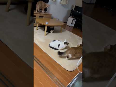 これはアカン！秀吉が完全に悪いわ！ #ひのき猫 #cat #猫 #shorts(YouTube)