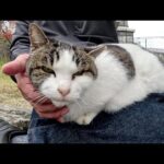 キジシロ猫ちゃんを呼んだら、ひざの上にお行儀良く座ってくれた(YouTube)