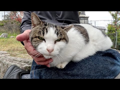 キジシロ猫ちゃんを呼んだら、ひざの上にお行儀良く座ってくれた(YouTube)