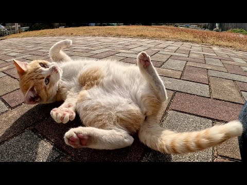 可愛らしい茶シロ猫がゴロンゴロンと転げ回って甘えてきた(YouTube)