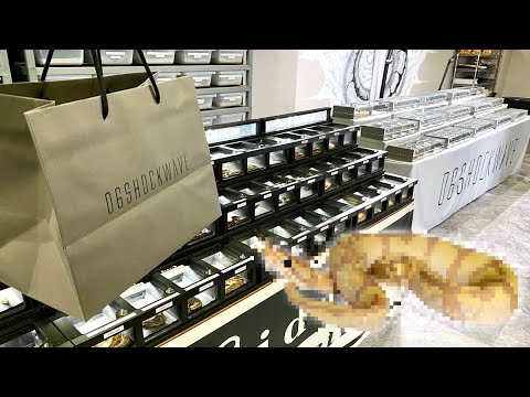 ヘビ即売会イベントで激カワな子をお迎えしてきました【06inSide-B】(YouTube)