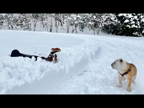 雪山で飼い主が倒れてた時のブルドッグの反応は如何に！/誰もいない雪山貸切って愛犬と雪遊び！(YouTube)