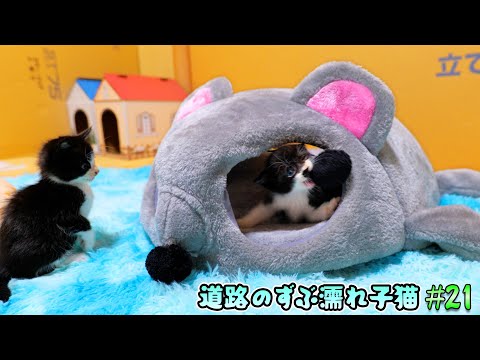 ねずみ洞窟ベッドが子猫達の心を鷲掴み🐭この部屋一番の人気アトラクションになりました🐈🐈【道路のずぶ濡れ子猫 #21】(YouTube)