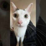 お腹空いたら「ごっは！」とお喋りする猫 #shorts(YouTube)