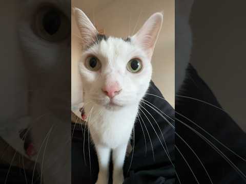 お腹空いたら「ごっは！」とお喋りする猫 #shorts(YouTube)