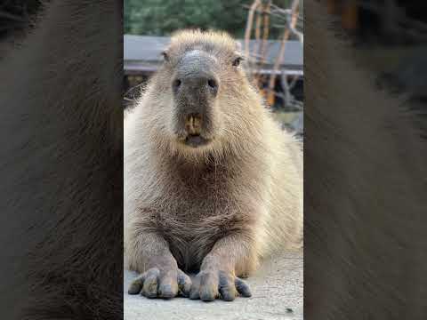 カピバラってこんなに動かないんですね Capybara kawaii. #動物園 #動物 #カピバラ #capybara #animals(YouTube)