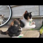 猫じゃらしを拾ってきて遊ぶ三毛猫の子猫がカワイイ(YouTube)