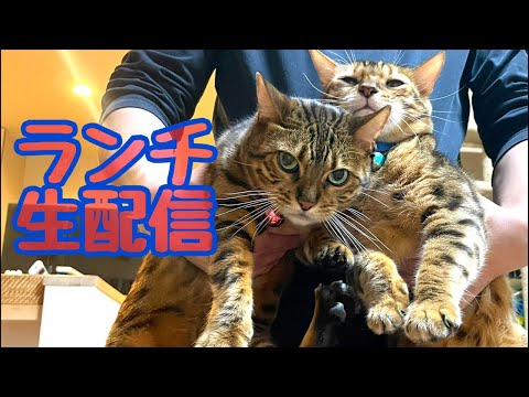 【ランチ生配信12/20】今年ラストの猫レースにゃんたま記念を予想してみませんか？生配信(YouTube)
