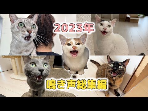 2023年！猫5匹の鳴き声まとめ総集編！(YouTube)