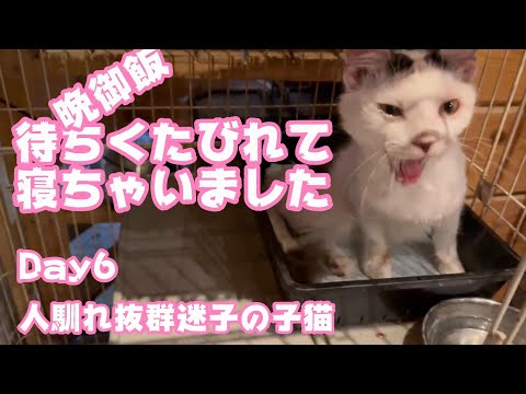 晩ごはん待ちくたびれて寝ちゃいました  人馴れ抜群迷子の子猫 Day6　【2023 12 24-2】(YouTube)