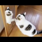 年末の大掃除を猫ダスターとして手伝う猫(YouTube)