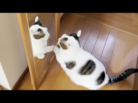年末の大掃除を猫ダスターとして手伝う猫(YouTube)
