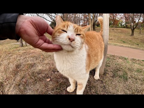 モフられるとエンジンがかかり、爆音で喉をゴロゴロと鳴らす茶シロ猫(YouTube)