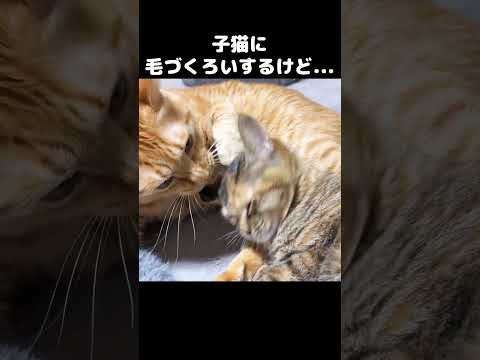 子猫に毛づくろいをしてあげている途中先住猫は思わぬ行動に…！　#shorts(YouTube)