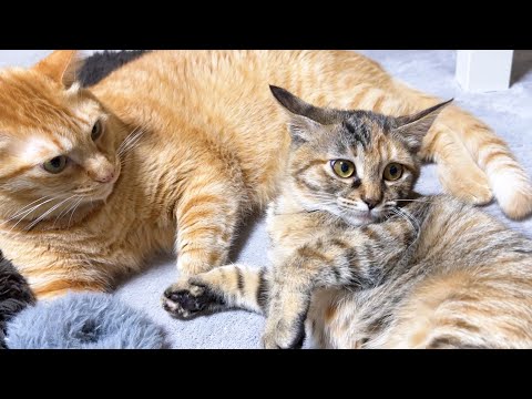兄猫の意味不明な行動に驚いて柴犬の側に逃げる子猫…笑(YouTube)