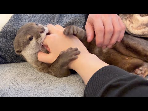 贅沢マッサージからのもみもみ攻撃をうけるカワウソ Otter undergoing a firmer attack from a luxurious massage(YouTube)