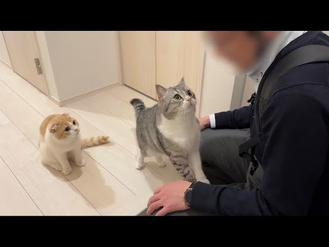 残業してた父が深夜に帰ってきたときの猫たちの反応がかわいすぎました…笑(YouTube)