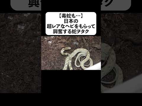 【毒蛇も…】日本の超レアなヘビをもらって興奮する蛇ヲタク(YouTube)