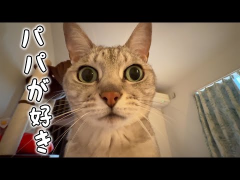 パパが好きすぎる猫が朝も夜も上に乗ってますｗ(YouTube)