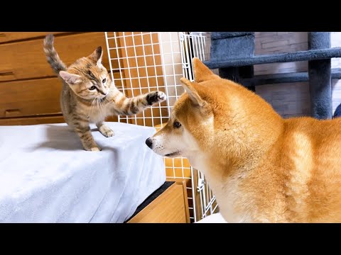 子猫の見守りをする柴犬が見守りをやめたら子猫はこうなりました(YouTube)