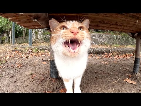 雪の中、茶シロ猫は喜び駆け回り、キジトラ猫はハウスで丸くなる(YouTube)