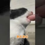 甘えてくる仔猫が可愛すぎる…(YouTube)