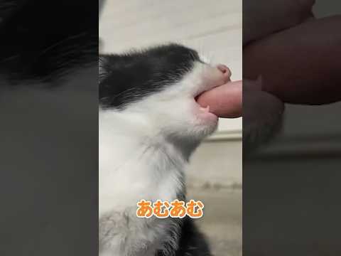 甘えてくる仔猫が可愛すぎる…(YouTube)