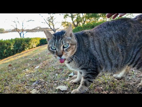 公園の芝生広場にいたら猫がモフられにきた(YouTube)