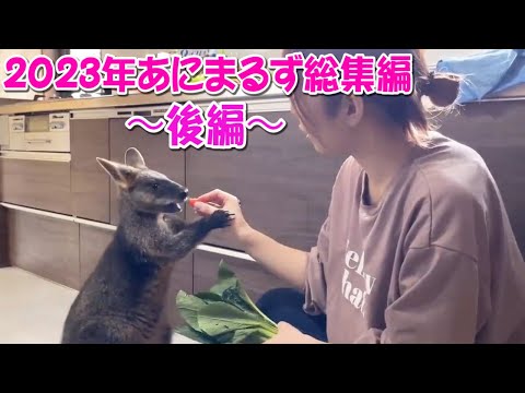 ２０２３年あにまるず総集編〜後編〜(YouTube)