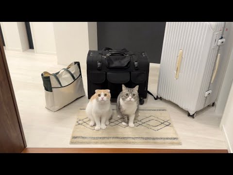 【ご報告】しばらくの間、猫たちと実家に帰る事になりました。(YouTube)